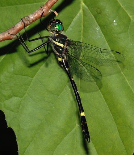 Male (posed)
14 June 2006  TN